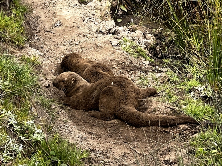 Otters